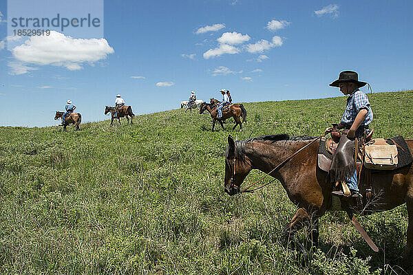 Ranchers reiten Pferde durch ein Feld; Burwell  Nebraska  Vereinigte Staaten von Amerika