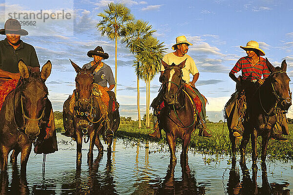 Kuhhirten auf Maultieren und Pferden während der Hochwasserzeit im Pantanal; Pantanal  Brasilien