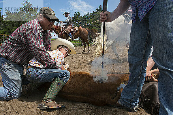 Zwei Männer und ein Junge im Grundschulalter brandmarken Rinder; Burwell  Nebraska  Vereinigte Staaten von Amerika