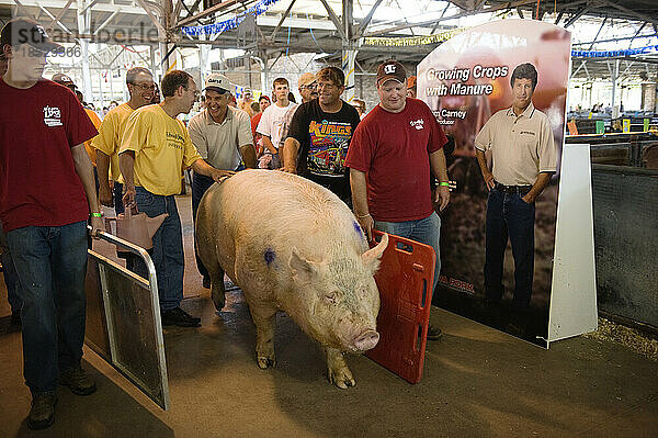 Beim Big Boar Contest gewinnt ein Schwein den Wettbewerb mit dem Rekordgewicht von 1259 Pfund; Des Moines  Iowa  Vereinigte Staaten von Amerika