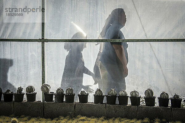 Silhouetten von zwei Frauen  die in einem Kaktuszuchtbetrieb arbeiten  stehen im Sonnenlicht hinter einer transparenten Gewächshauswand aus Kunststoff mit Kaktuspflanzen im Vordergrund im Gewächshaus; Matehuala  Mexiko