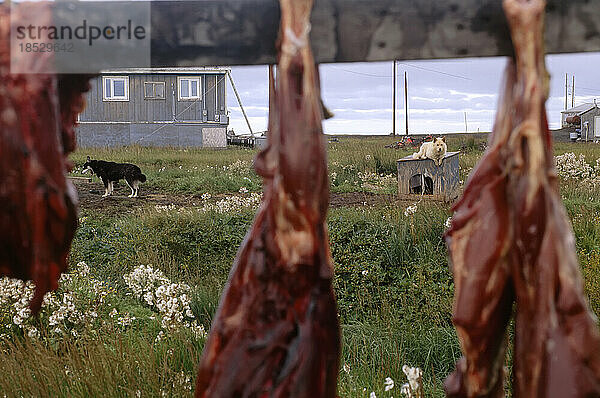 Fleischpökeln im Freien in einer Inuit-Siedlung; North Slope  Alaska  Vereinigte Staaten von Amerika