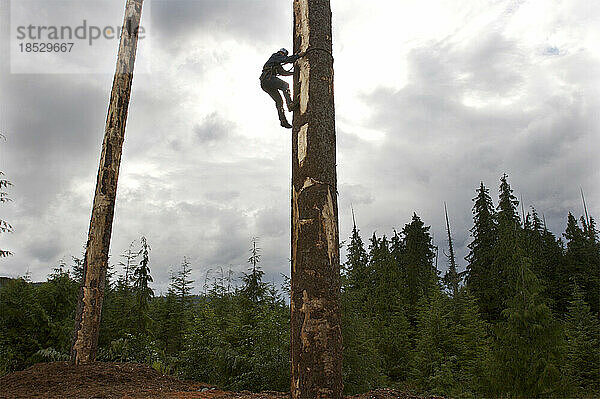 Holzfäller klettern auf einen Baumstamm während eines Holzfällerwettbewerbs; Prince of Wales Island  Alaska  Vereinigte Staaten von Amerika