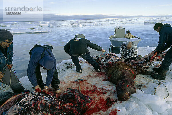 Inuit bei der Walrossjagd: Ausnehmen und Entnahme von Organen auf dem Eis  Nordalaska  USA; North Slope  Alaska  Vereinigte Staaten von Amerika