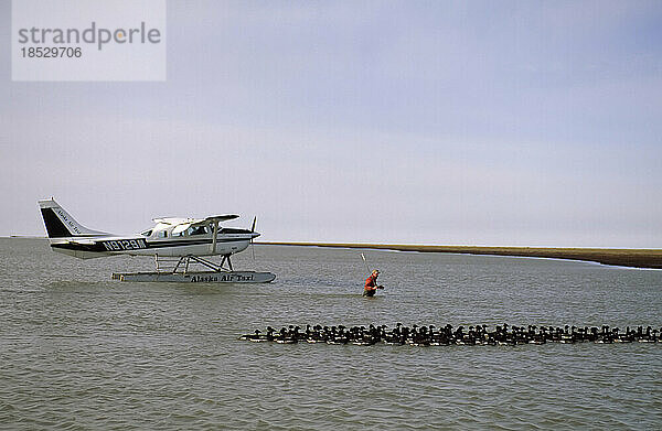 Wissenschaftlerin nähert sich Blässgänsen (Branta bernicla)  um sie im Teshekpuk Lake zu beringen; North Slope  Alaska  Vereinigte Staaten von Amerika