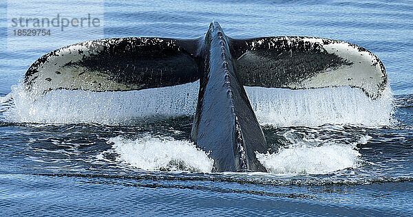 Wasser tropft von der Schwanzflosse eines Buckelwals (Megaptera novaeangliae)  während er taucht; Inside Passage  Alaska  Vereinigte Staaten von Amerika