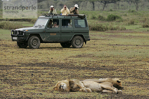 Touristen fotografieren Löwen aus einem Geländewagen während einer Safari; Serenera  Tansania