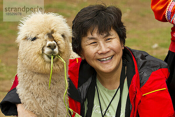 Chinesisch-amerikanischer Tourist mit einem Lama (Lama glama) am Machu Picchu; Machu Picchu  Peru