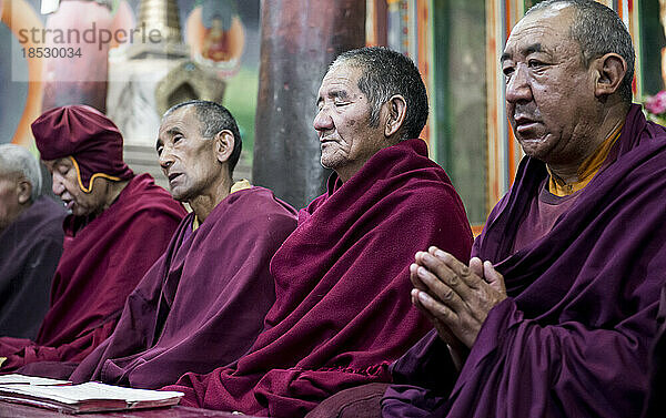 Ältere buddhistische Mönche sitzen in einer Reihe und meditieren; Ladakh  Jammu und Kaschmir  Indien