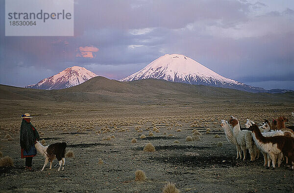 Aymara-Frau und Lama-Herde (Lama glama) in der trostlosen Landschaft der Hochwüste; Atacama-Wüste  Chile