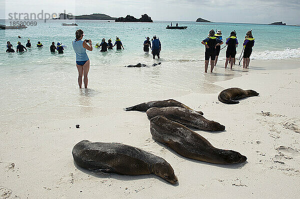 Vom Aussterben bedrohte Galapagos-Seelöwen (Zalophus wollebaeki) teilen sich den Strand mit Touristen auf der Insel Espanola  Nationalpark Galapagos-Inseln; Ecuador