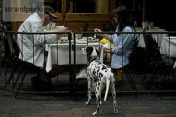 So niedlich dieser Dalmation-Hund auch ist  es sieht nicht so aus  als ob sein Betteln seinen Besitzern in diesem Straßencafé in Aspen  Colorado  etwas zu essen einbringen würde; Aspen  Colorado  Vereinigte Staaten von Amerika