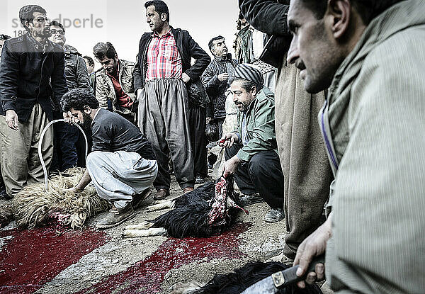 Kurden schlachten traditionell Lämmer und Ziegen für ein Festmahl; Urmantakht  Kermanshah  Iran
