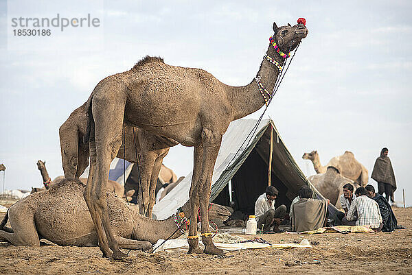 Pushkar Kamelmesse; Pushkar  Rajasthan  Indien