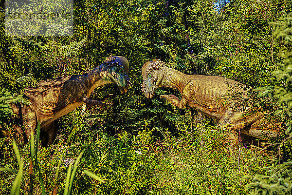 Skulpturen eines Pachycephalosaurus-Dinosaurierpaares im Jurrasic Forest  einer Touristenattraktion mit animatronischen Dinosauriern  etwas außerhalb von Gibbons  Alberta; Alberta  Kanada