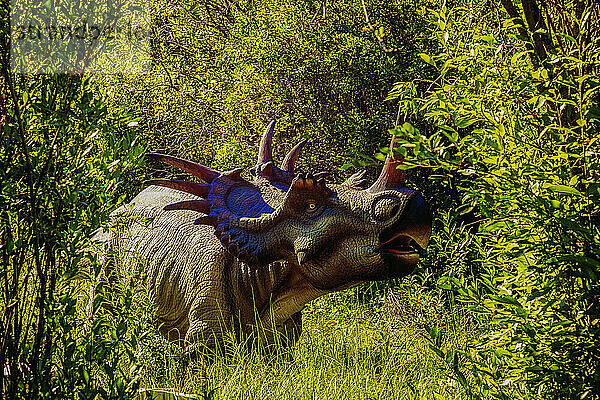 Skulptur eines Styracosaurus-Dinosauriers im Jurrasic Forest  einer Touristenattraktion mit animatronischen Dinosauriern  etwas außerhalb von Gibbons  Alberta; Alberta  Kanada