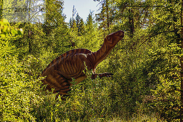 Skulptur eines Iguandodon-Dinosauriers im Jurrasic Forest  einer Touristenattraktion mit animatronischen Dinosauriern  etwas außerhalb von Gibbons  Alberta; Alberta  Kanada