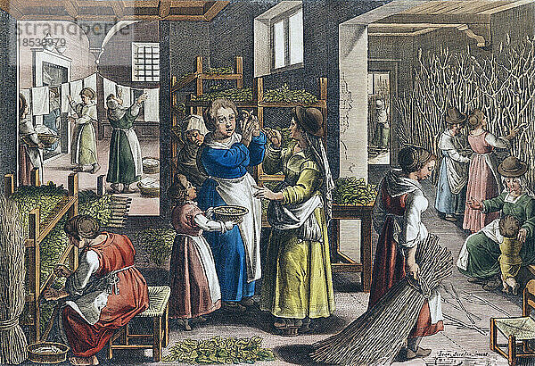 Die Seidenproduktion in Europa im 16. Jahrhundert. Auslegen von Seidenraupeneiern auf Regalen. Aus Vermis Sericus  einer Serie von Kupferstichen von Karel van Mallery nach einem Werk von Jan van der Straet  bekannt als Stradanus.