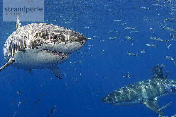 Zwei Weiße Haie (Carcharodon carcharias) fotografiert vor der Insel Guadalupe  Mexiko; Insel Guadalupe  Mexiko