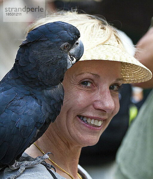 Porträt eines schwarzen Rotschwanzkakadus (Calyptorhynchus banksii) auf der Schulter einer Frau; Australien