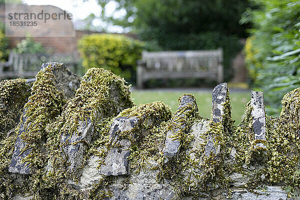 Detailaufnahme von Moos auf einer Steinmauer  Guildford Castle  Surrey  UK; Guildford  Surrey  England