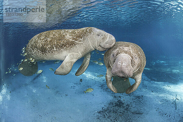 Gefährdete Florida-Seekühe (Trichechus manatus latirostris) an der Three Sisters Spring in Crystal River  Florida  USA. Die Florida-Seekuh ist eine Unterart der Westindischen Seekuh; Florida  Vereinigte Staaten von Amerika