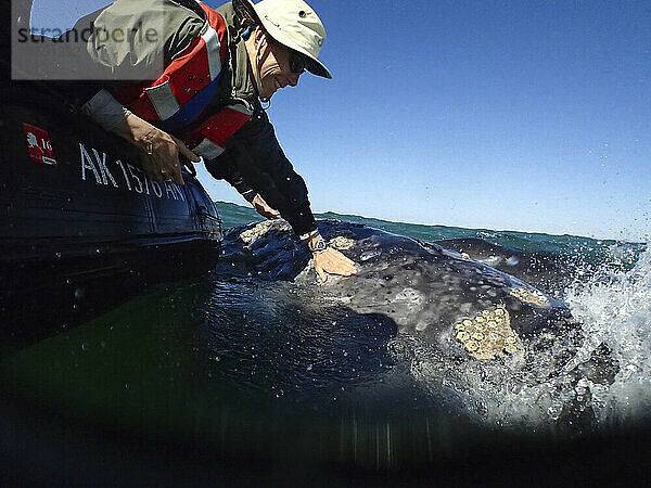 Ein Mann greift über den Rand eines aufblasbaren Floßes  um einen Grauwal (Eschrichtius robustus) zu streicheln; Baja California  Mexiko