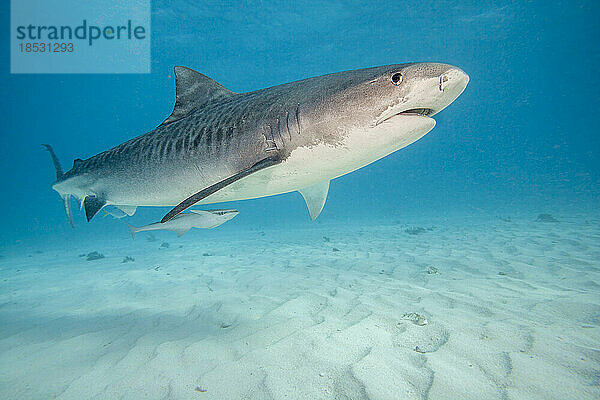 Unterwasseraufnahme eines Tigerhais (Galeocerdo cuvier)  der im Atlantischen Ozean am Tiger Beach auf den Bahamas über den sandigen Boden schwimmt; Bahamas