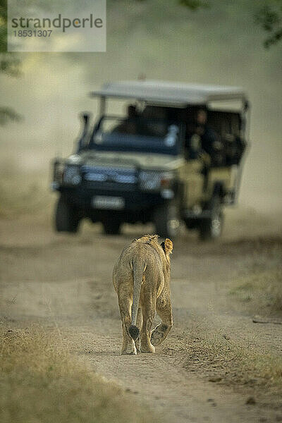 Männlicher Löwe (Panthera leo) geht auf ein Fahrzeug im Chobe-Nationalpark zu; Botswana