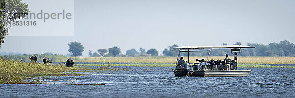 Fotografen beobachten drei Kapbüffel (Syncerus caffer) vom Boot aus im Chobe-Nationalpark; Botswana