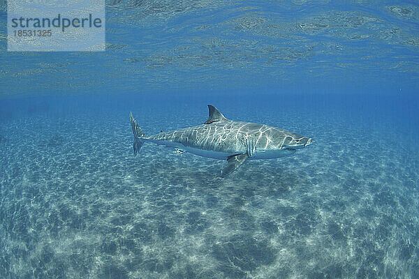 Digitales Komposit eines Weißen Hais (Carcharodon carcharias)  der vor der Insel Guadalupe  Mexiko  fotografiert und dem kristallklaren Wasser von Hawaii über einem Sandgrund hinzugefügt wurde. Weiße Haie besuchen Hawaii jedes Jahr  obwohl sie nur selten zu sehen sind; Mexiko