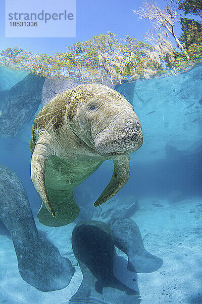 Die vom Aussterben bedrohten Florida-Seekühe (Trichechus manatus latirostris) versammeln sich an der Three Sisters Spring in Crystal River  Florida  USA. Die Florida-Seekuh ist eine Unterart der Westindischen Seekuh; Crystal River  Florida  Vereinigte Staaten von Amerika