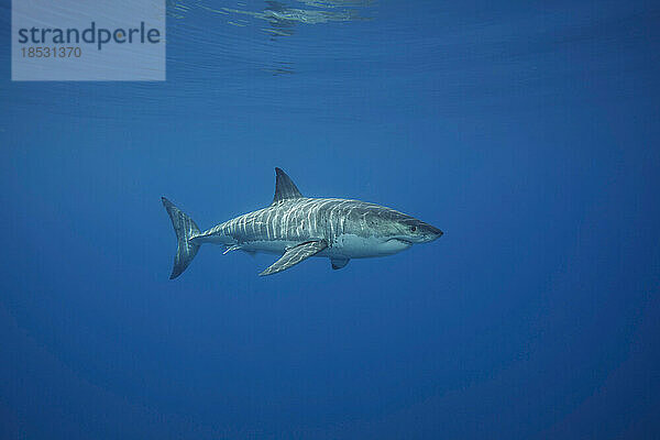 Dieser Weiße Hai (Carcharodon carcharias) wurde vor der Insel Guadalupe  Mexiko  fotografiert; Guadalupe Island  Mexiko