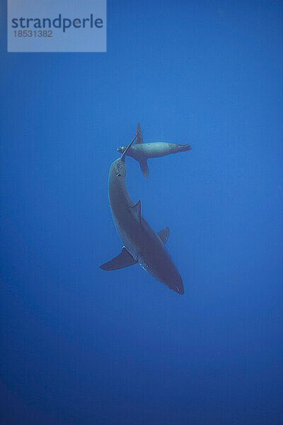 Dieser Weiße Hai (Carcharodon carcharias) und der Kalifornische Seelöwe (Zalophus californianus) wurden zusammen knapp unter der Wasseroberfläche vor der Insel Guadalupe  Mexiko  fotografiert. In klarem Wasser ist der Hai keine Bedrohung für den wendigeren Seelöwen; Guadalupe Island  Mexiko