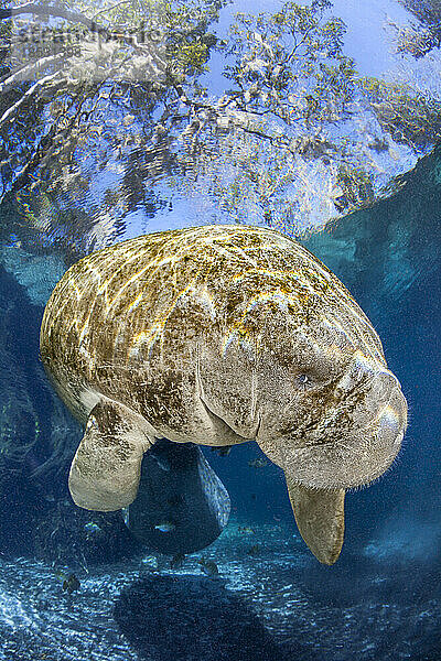 Gefährdete Florida-Seekuh (Trichechus Manatus Latirostris) an der Three Sisters Spring; Crystal River  Florida  Vereinigte Staaten von Amerika