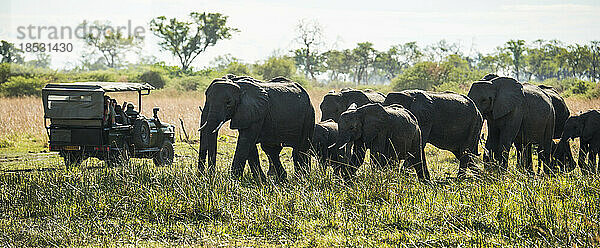 Elefantenherde (Loxodonta africana)  die an einem Touristenfahrzeug in einem Wildtierreservat vorbeiläuft; Selinda Reserve  Botsuana