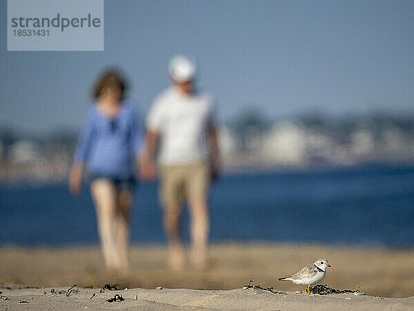 Flussregenpfeifer (Charadrius melodus)  der am Strand nistet und dessen Lebensraum vom Menschen bedroht wird; Watch Hill  East Beach  Rhode Island  Vereinigte Staaten von Amerika