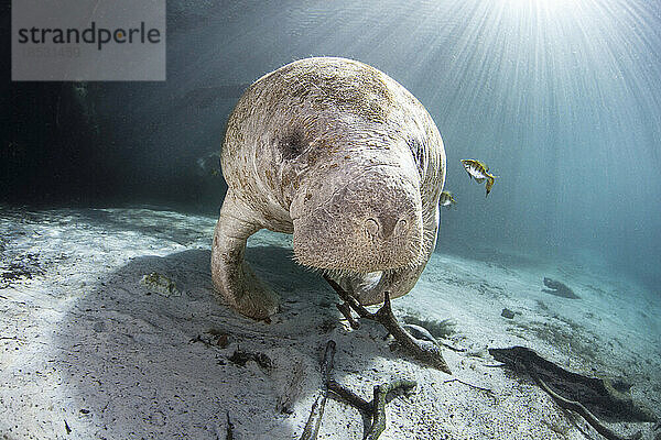 Gefährdete Florida-Seekuh (Trichechus manatus latirostris) an der Three Sisters Spring in Crystal River  Florida  USA. Die Florida-Seekuh ist eine Unterart der Westindischen Seekuh; Florida  Vereinigte Staaten von Amerika