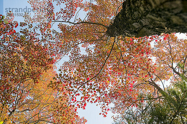 Feurig-orangefarbene Blätter von oben aus einem niedrigen Winkel eines Baumes im Acadia National Park  Maine  im Herbst; Maine  Vereinigte Staaten von Amerika
