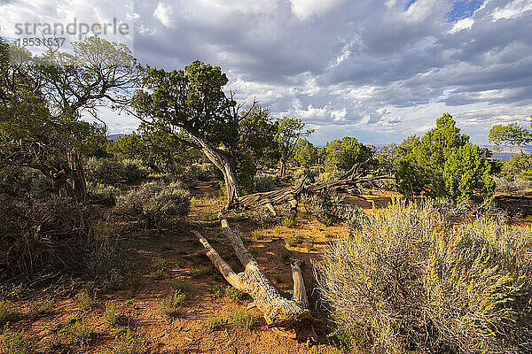 Landschaft des Colorado National Monument in der Nähe von Grand Junction  Colorado. Es ist ein erstaunlicher Ort mit rotem Fels und ein schönes Beispiel für Erosion bei der Arbeit; Colorado  Vereinigte Staaten von Amerika