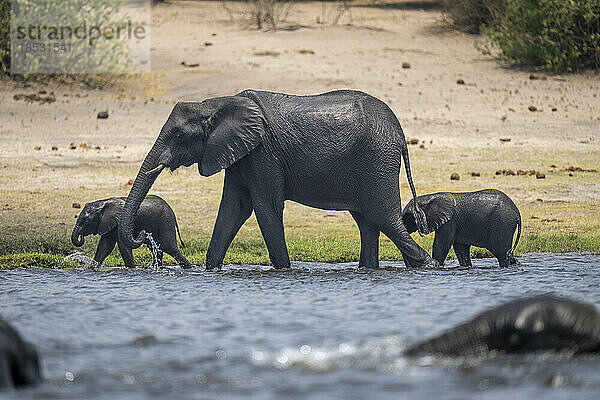 Afrikanischer Buschelefant (Loxodonta africana) und zwei Kälber überqueren den Fluss im Chobe-Nationalpark; Chobe  Botsuana