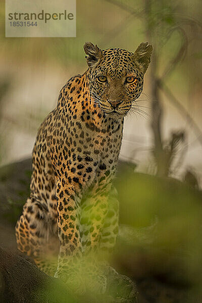 Leopard (Panthera pardus) sitzt und beobachtet die Kamera durch die Blätter im Vordergrund im Chobe National Park; Chobe  Botswana