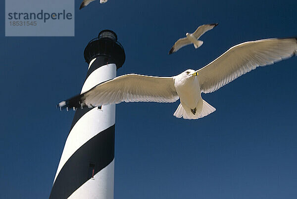 Möwen fliegen um das Cape Hatteras Light  Outer Banks  North Carolina  USA; Outer Banks  North Carolina  Vereinigte Staaten von Amerika