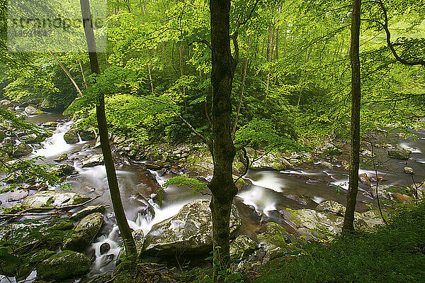 Little River stürzt über Felsen durch ein Waldgebiet im Great Smoky Mountains National Park  Tennessee  USA; Tennessee  Vereinigte Staaten von Amerika