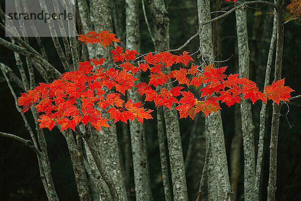 Herbstlich gefärbte Ahornblätter im Acadia National Park  Maine  USA; Maine  Vereinigte Staaten von Amerika