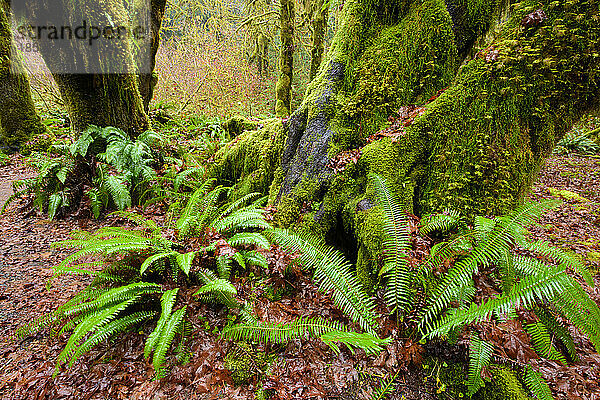Polypodium glycyrrhiza  gemeinhin bekannt als Lakritzfarn  Vielfußfarn und Süßwurzel  wächst auf dem Waldboden im Olympic National Park  Washington  USA; Washington  Vereinigte Staaten von Amerika