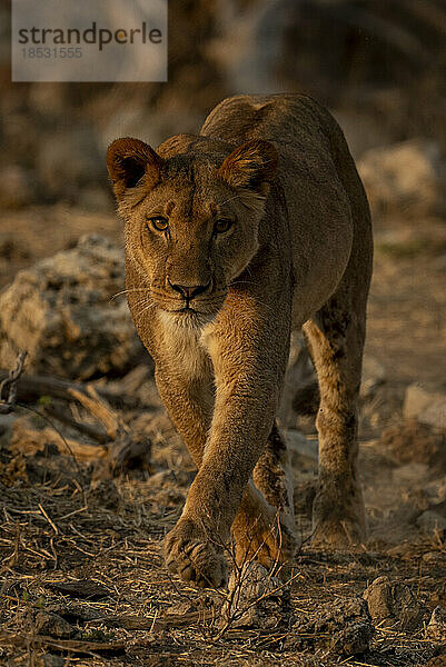 Löwin (Panthera leo) geht auf die Kamera zu und läuft einen felsigen Abhang im Chobe-Nationalpark hinunter; Chobe  Botswana