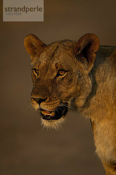 Nahaufnahme einer Löwin (Panthera leo) mit sich öffnendem Maul im Chobe National Park; Chobe  Botswana