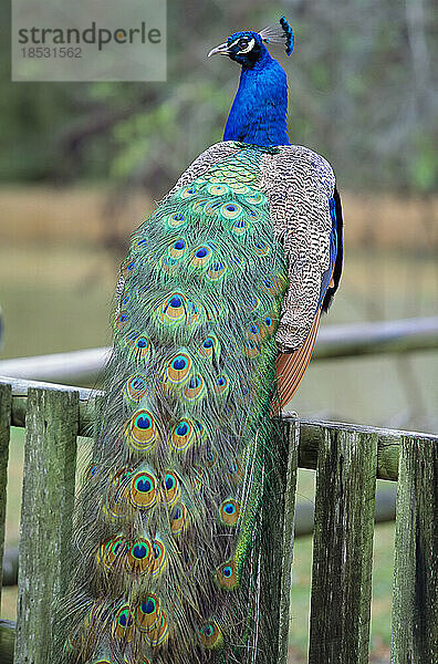 Pfau (Pavo species) sitzt auf einem Zaun  sein buntes Gefieder im Rücken; Middleton Place  South Carolina  Vereinigte Staaten von Amerika