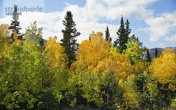 Schöne Herbstfarben an einem Aussichtspunkt in der Little Tonsina River Recreation Area entlang des Richardson Highway; Alaska  Vereinigte Staaten von Amerika